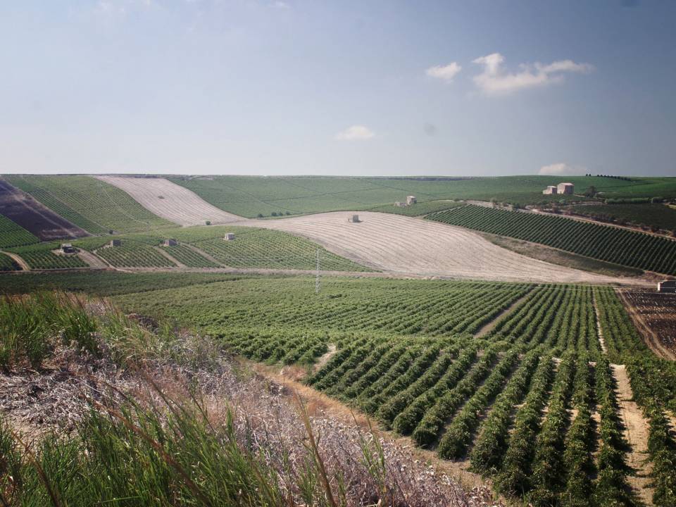 Caruso & Minini - Terre di Giumara winery1