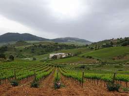 Vineyard winery Baglio di Pianetto