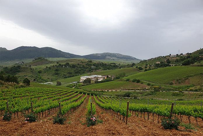 Vineyard winery Baglio di Pianetto