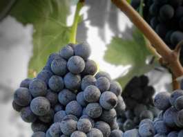 Nerello Mascalese vino siciliano dell'Etna