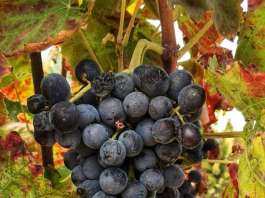 nero davola vino siciliano winerytastingsicily