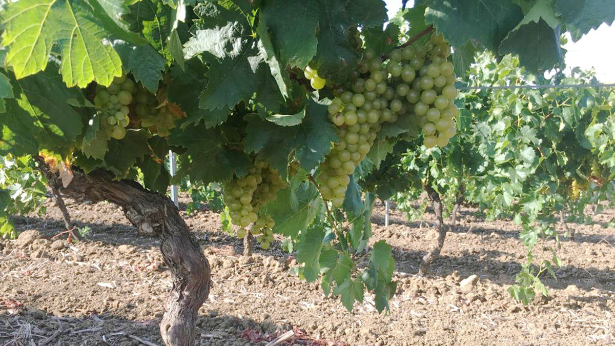 Catarratto uno dei vitigni autoctoni a bacca bianca più antichi in Sicilia