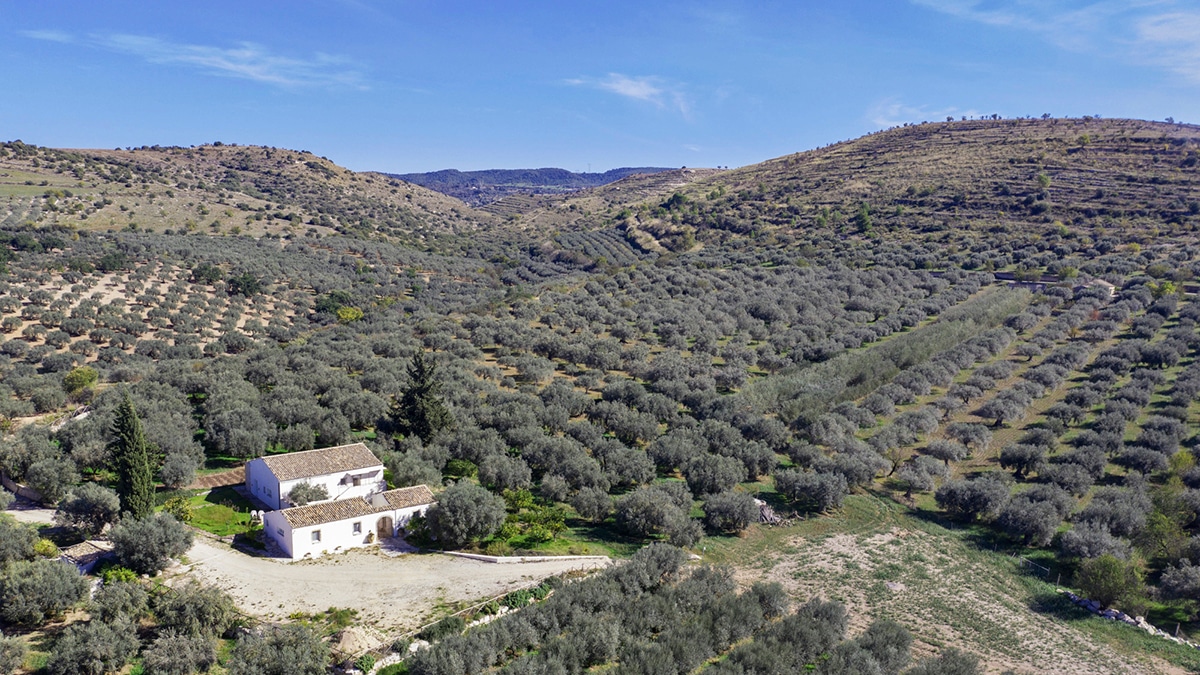Sicilia, azienda Cutrera: Olio extravergine d'oliva e tecnologia 4.0