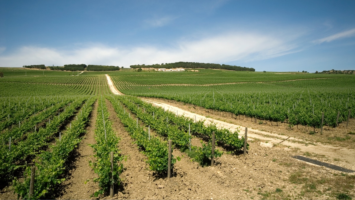 Vino Sicilia Vendemmia 2022 un’ottima annata con vini di grande qualità