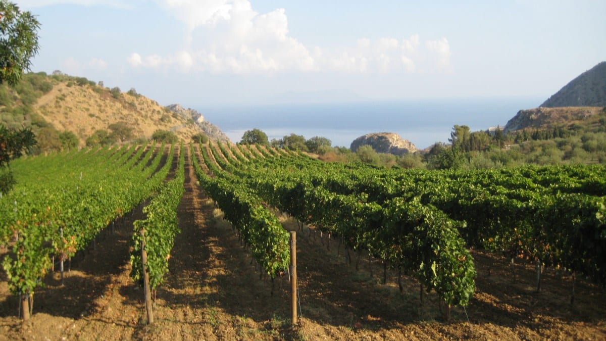 Messina DOC vino siciliano winerytastingsicily