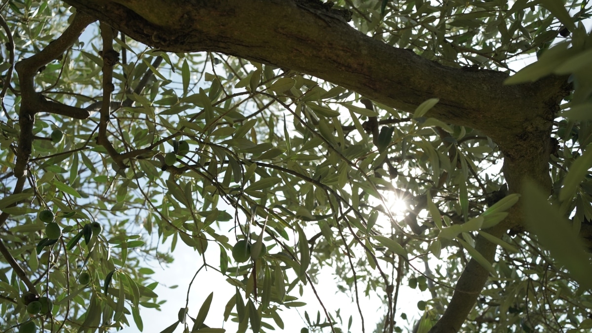 Funaro: l'olio extravergine di oliva biologico di alta qualità e sostenibile